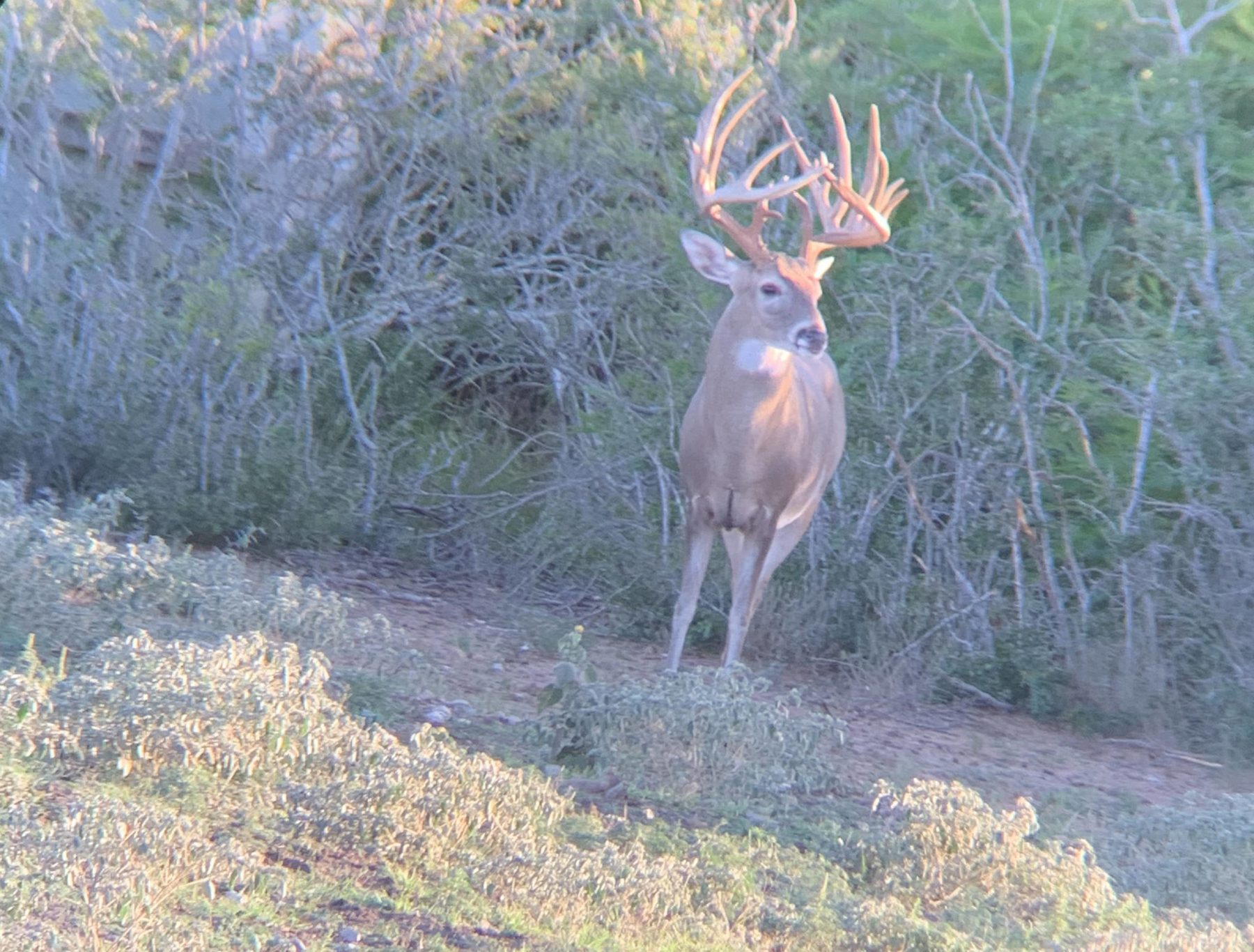 Whitetail buck at Hale Ranch