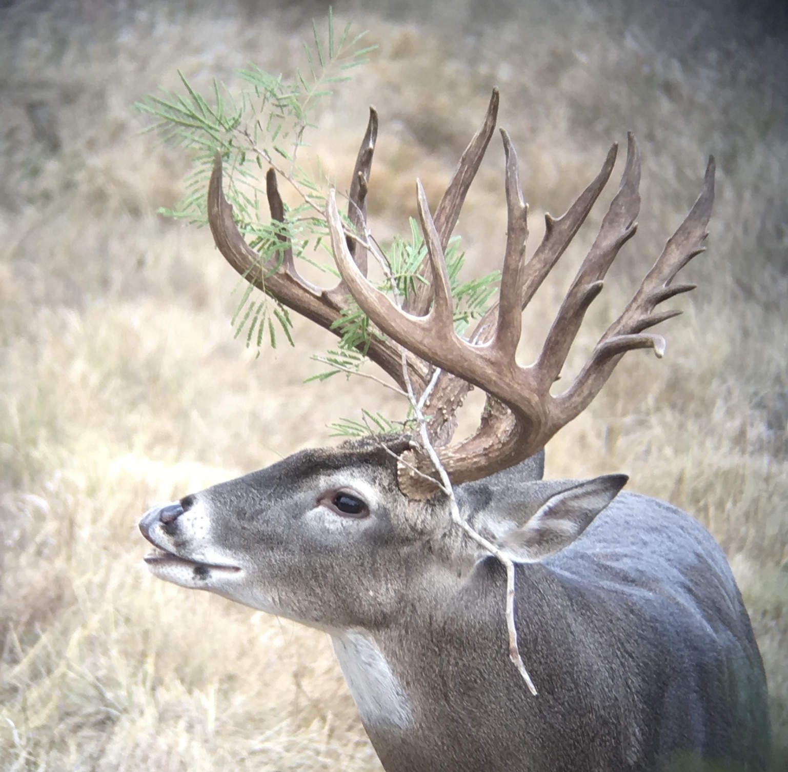 Whitetail buck