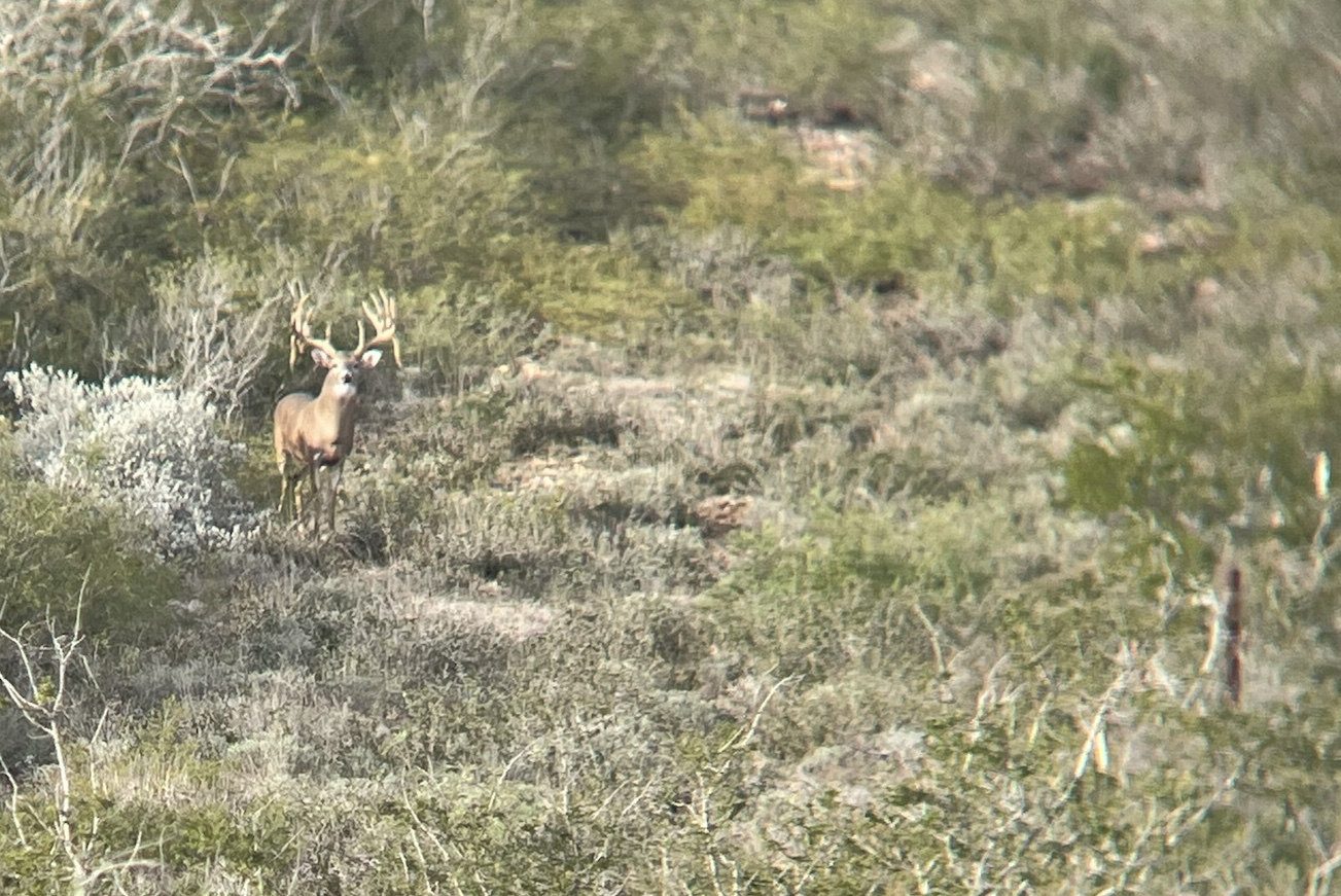 Whitetail buck in the South Texas brush