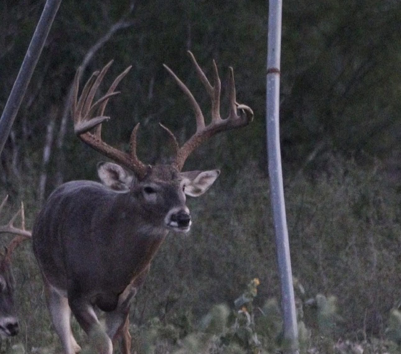 Whitetail buck
