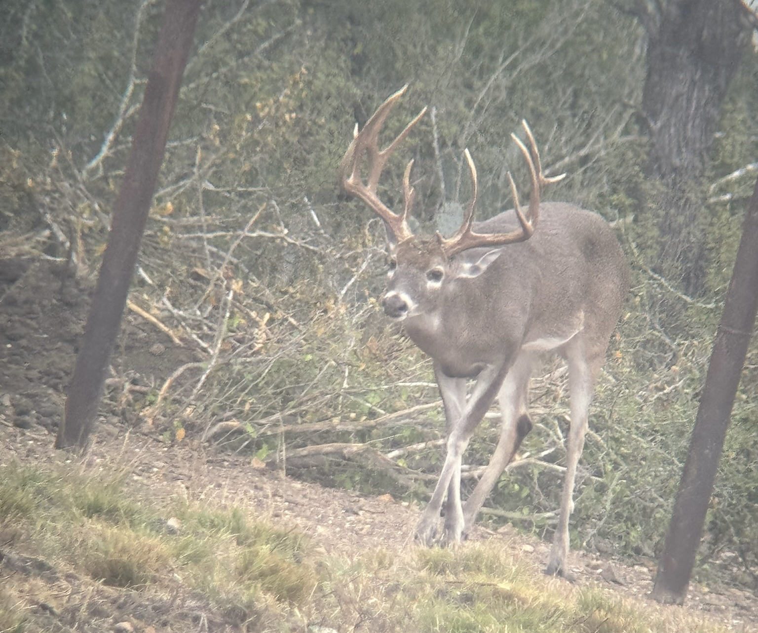 Whitetail buck at Hale Ranch