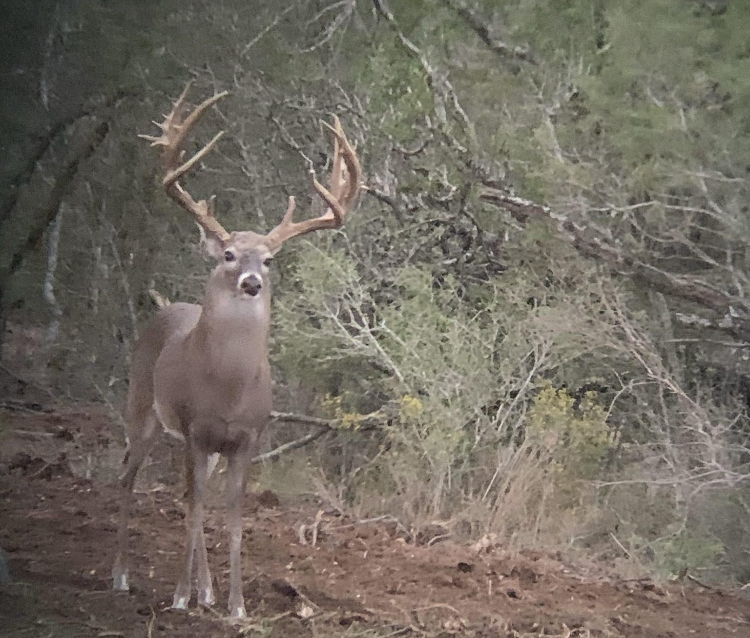 Mature whitetail buck