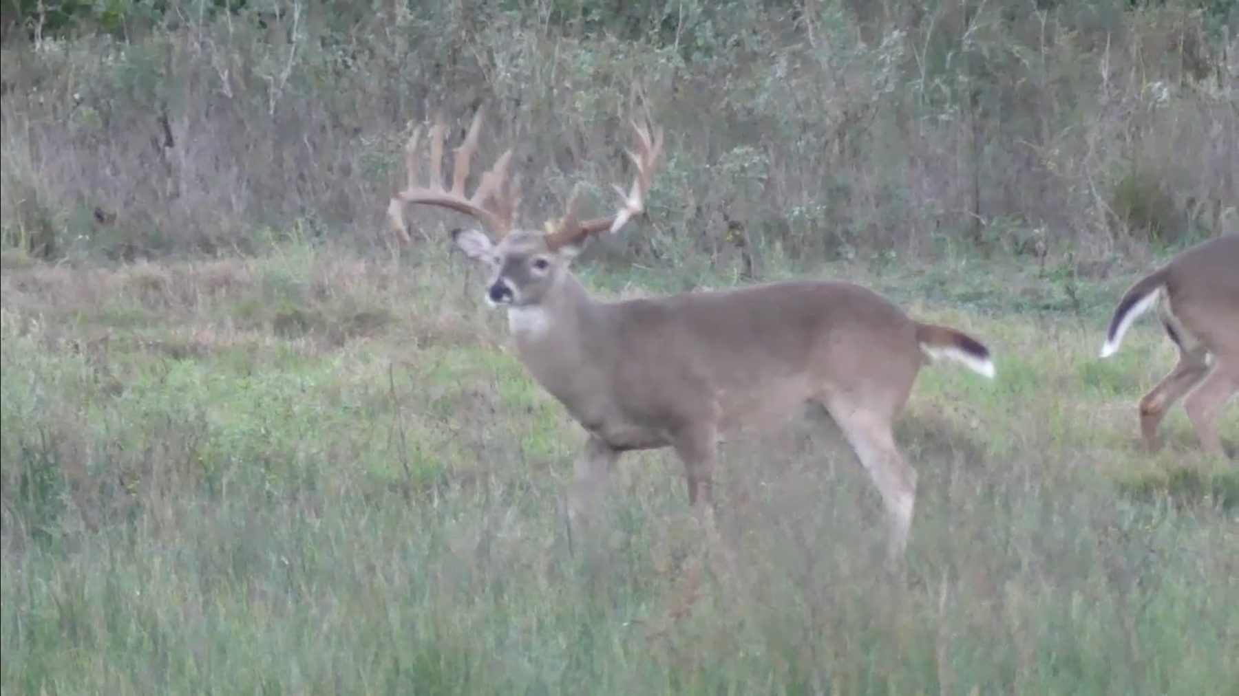 Whitetail buck in the pasture
