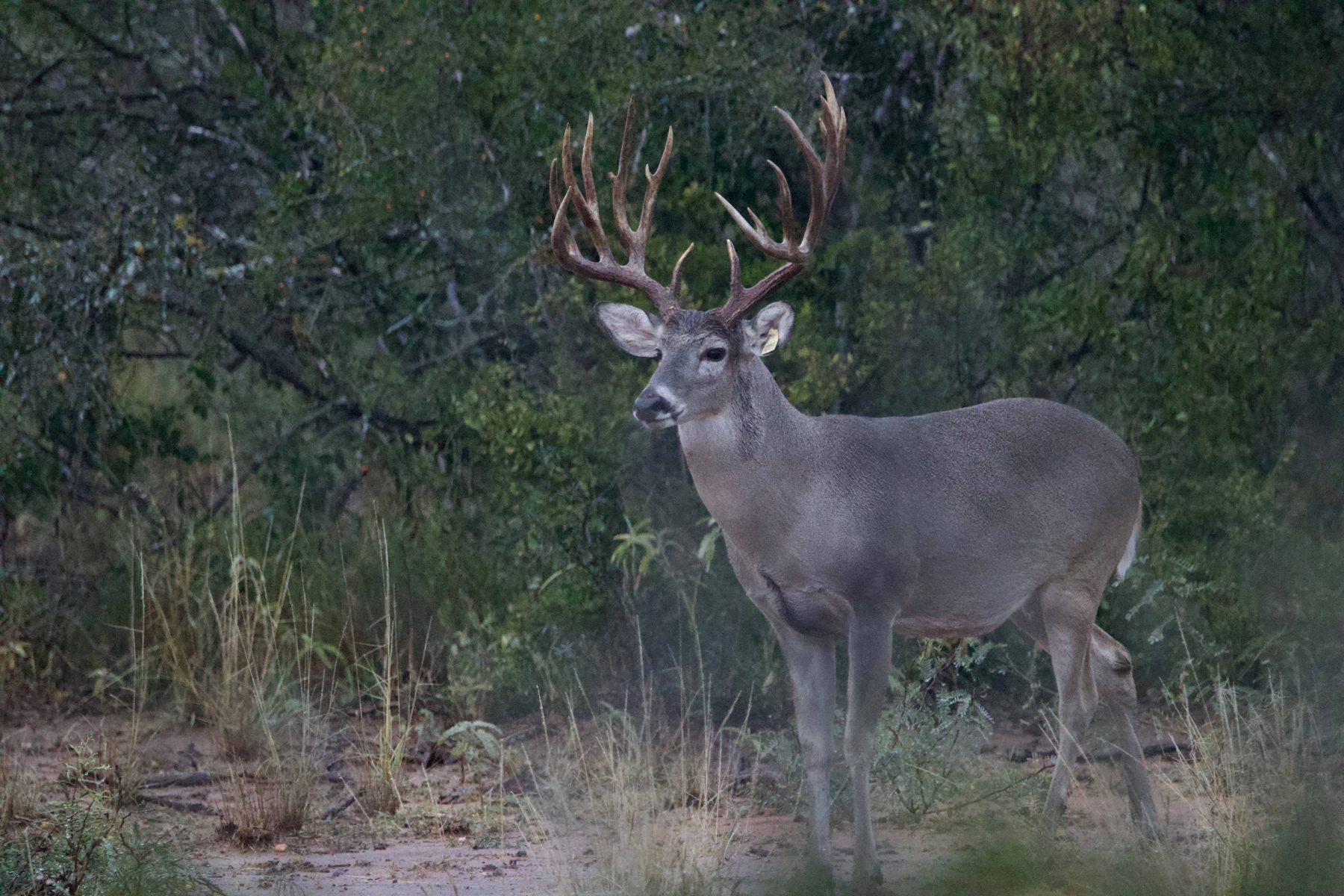 Buck standing in the brush