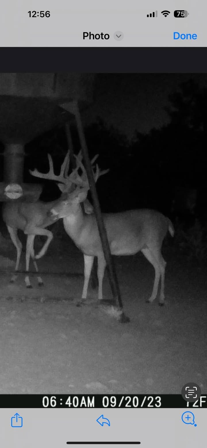 Bucks are looking great!!