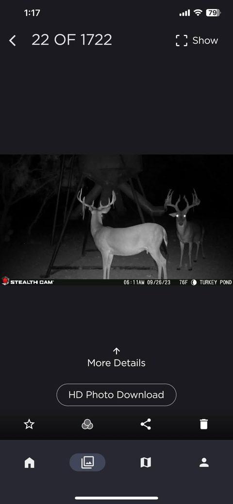 Bucks are looking great!!