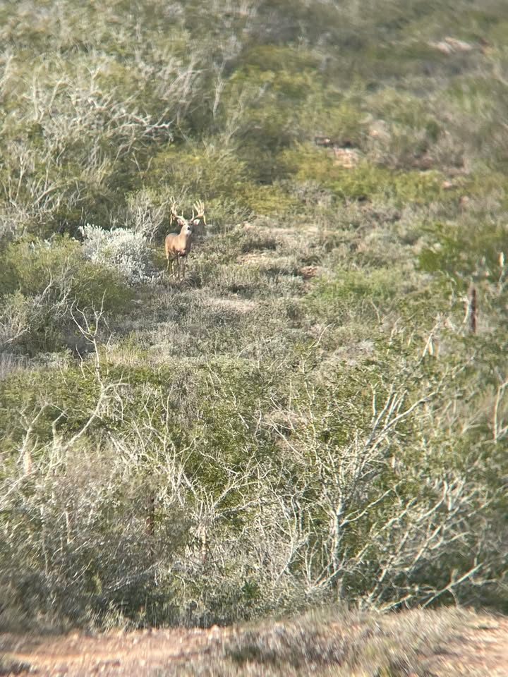 Wow what is that on the hillside!