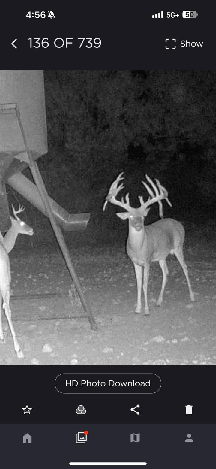 Bucks are looking awesome at the Ranch!